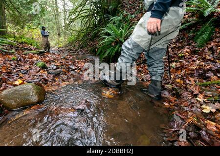 WA17944-00..... WASHINGTON - Nicolas et Erik cherchent à frayer du saumon dans le ruisseau English, un affluent de la rivière Skaget. Nicolas et Erik sont volontaires Banque D'Images