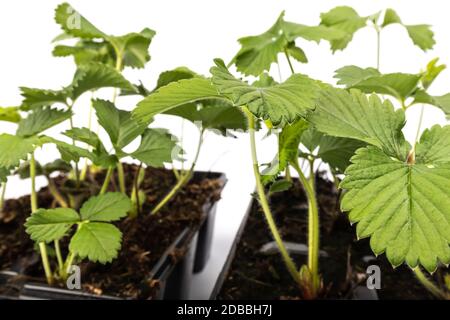 jeunes plants de fraises en pots sur fond blanc en studio Banque D'Images