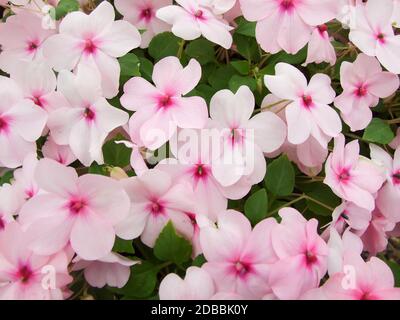 Rose impatiens, Busy Lizzie, nom scientifique Impatiens walleriana fleurs aussi appelées Balsam, flowerbed of flowoms in pink Banque D'Images