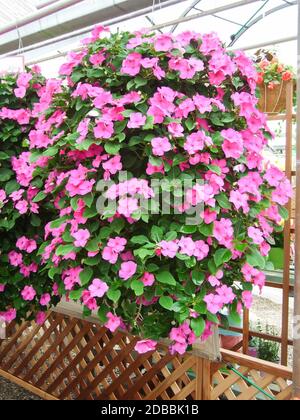 Rose impatiens, Busy Lizzie, nom scientifique Impatiens walleriana fleurs aussi appelées Balsam, flowerbed of flowoms in pink Banque D'Images