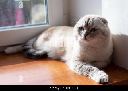 Chat écossais mignon avec des yeux jaunes posés sur la fenêtre, capturer le soleil à la maison, la vue ensoleillée de jour. Chat doux et doux à la purée sur le seuil de la fenêtre. CO Banque D'Images