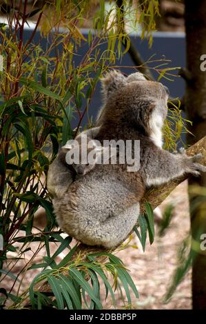 Tenez un enfant serré - un Koala joey terrifié s'accroche désespérément au retour de sa mère au sanctuaire de Healesville à Victoria, en Australie. Banque D'Images