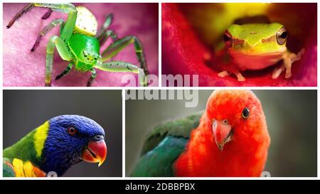 Collage de quatre portraits macro de la faune australienne, araignée, grenouille d'arbre, perroquet arc-en-ciel et perroquet roi Banque D'Images