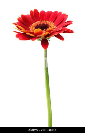 Magnifique Gerbera rouge (Daisy) dans la vue latérale isolée sur fond blanc, y compris le chemin de découpe. Allemagne Banque D'Images