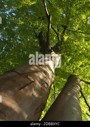 Grand vieux hêtre, gros plan, beauté de la nature, câlin un arbre Banque D'Images