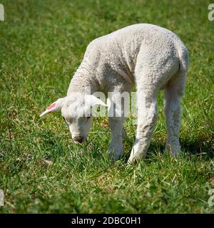 jeune mouton sur un pré au printemps Banque D'Images