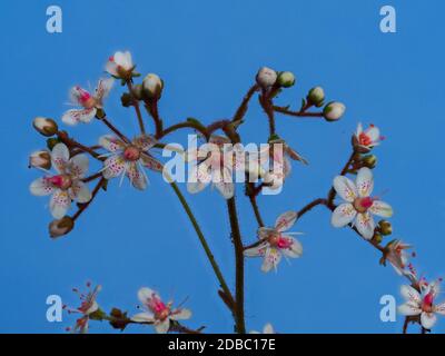 Gros plan sur les fleurs et bourgeons délicats de la fierté de Londres, Saxifraga x urbium, sur un fond bleu Banque D'Images