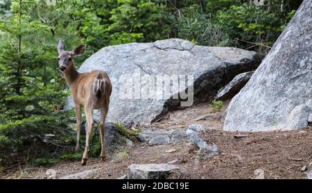 Un jeune cerf cherche de la nourriture à côté de la forêt nationale de Sequoia. Banque D'Images