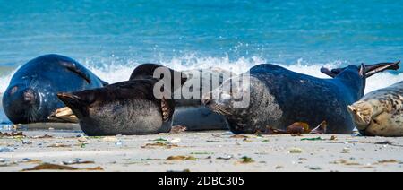 Wijd joint gris sur la plage du nord de l'île de Helgoland - Dune i- Northsea - Allemagne Banque D'Images