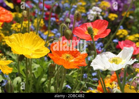 Fleurs de champs de pavot colorées et myosotis Banque D'Images