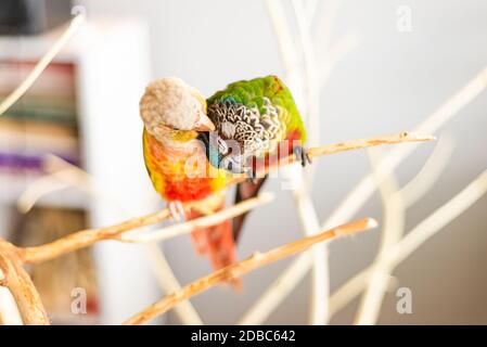Couple d'oiseaux de conure cuddling lovebirds romantique concept de relation Banque D'Images