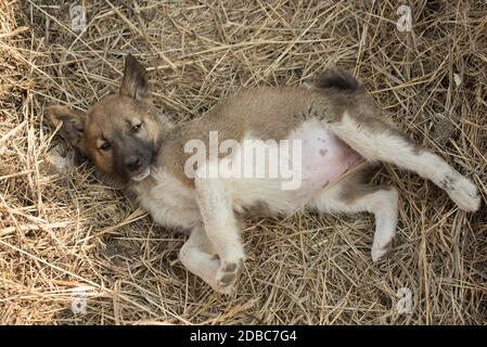 Un petit chien de Sibérie mignon chien de race se trouve sur le foin en été Banque D'Images