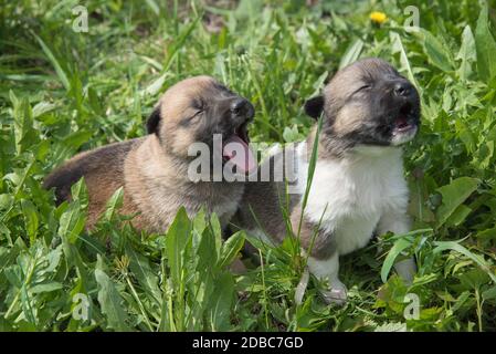 Deux charmants chiots de race Laika sont dans l'herbe verte d'été et la tourbillonneau ou l'écorce Banque D'Images