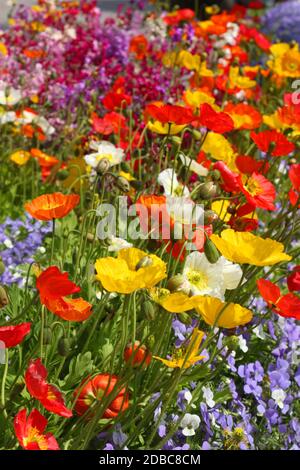 Fleurs de champs de pavot colorées et myosotis Banque D'Images