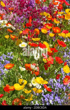 Fleurs de champs de pavot colorées et myosotis Banque D'Images