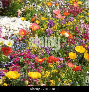 Fleurs de champs de pavot colorées et myosotis Banque D'Images