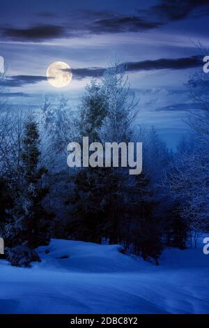forêt d'épicéa sur une colline enneigée la nuit. magnifique paysage de montagne en hiver en pleine lune. temps brumeux avec ciel lumineux Banque D'Images