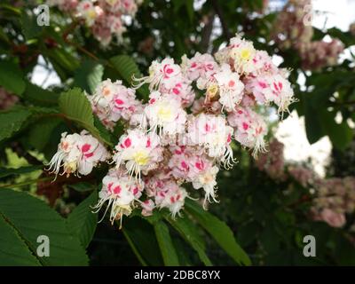 Gewöhnliche Rosskastanie (Aesculus hippocastanum) oder Weiße Rosskastanie - Blütenstand, Weilerswist, Nordrhein-Westfalen, Allemagne Banque D'Images