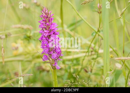 Inflorescence des orchidées tachetées, Hollande-Nord, pays-Bas Banque D'Images