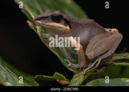 Une grenouille de pluie du genre Pristimantis du parc national de Yasuni, dans la forêt équatoriale amazonienne équatorienne. Peut-être l'endroit le plus biodiversifié sur terre. Banque D'Images