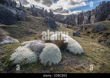 Austrocylindropuntia lagopus croissant dans un paysage spectaculaire avec des falaises de granit dans les hautes Andes du Pérou. Banque D'Images