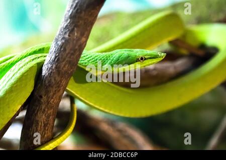 Un serpent vert de vigne dans une posture de grève, dangereux. Banque D'Images