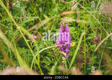 Dactylorhiza maculata aka orchidée tachetée en fleurs dans un pré hollandais Banque D'Images