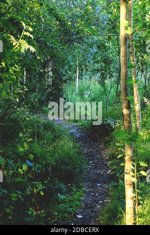 Laisser le chemin à gauche dans la forêt. Arrière-plan de l'été. Banque D'Images