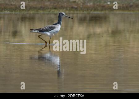 Un plus grand jaunâtre (Tringa melanoleuca) dans un lac de haute altitude au Pérou, ces oiseaux migrateurs y hivernent. Banque D'Images