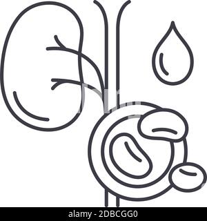 Icône de test de rein, illustration isolée linéaire, vecteur de ligne mince, signe de conception Web, symbole de concept de contour avec contour modifiable sur fond blanc. Illustration de Vecteur