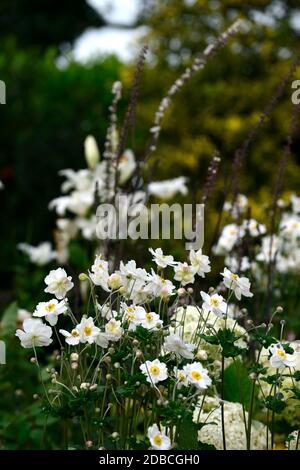 Anemone hybrida honorine jobert,blanc,fleurs,fleurs,fleurs,fleurs,plantes vivaces,la fin de l'été,automne Floral RM Banque D'Images