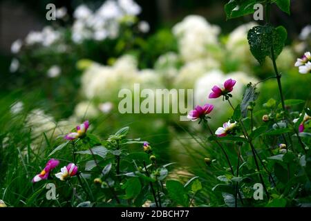 Dahlia Twyning's Smartie,rouge boret avec des pétales blancs aléatoires,fleurs bicolore,fleurs,fleurs,fleurs, fleurs rouges et blanches,dahlias,fleurs simples,petites Banque D'Images