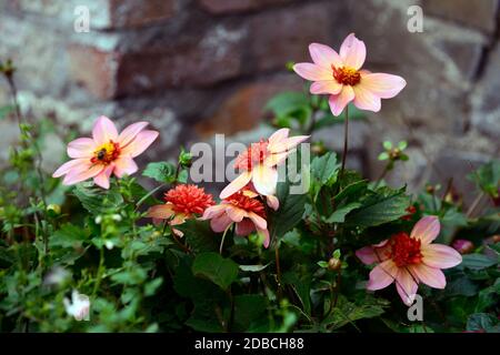 Dahlia dahlias,totalement la mandarine, orange, fleurs,fleurs,fleurs,plantes vivaces,vivaces Floral,RM Banque D'Images