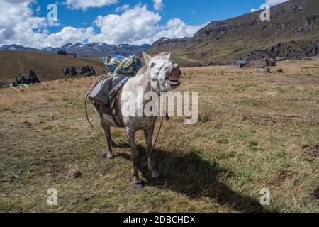 Une jument blanche curling sa lèvre et montrant ses dents dans les Andes péruviennes. Elle est un cheval de poche chargé avec l'équipement. Banque D'Images