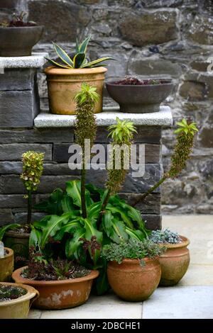 Eucomis bicolor,nénuphars bicolores ananas,pots en terre cuite,conteneurs,exposition de plantes,patio,pots,pot,jardinerie de conteneurs,jardin,RM Floral Banque D'Images