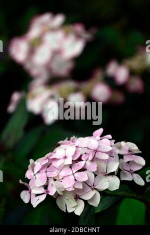 Hydrangea serrata,lacecap hydrangea,fleur rose blanche,rose blanc blush,rose blanc blushed,fleurs,inflorescence,lacecap hydrangeas,RM Floral Banque D'Images