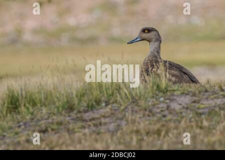 Canard à crête des Andes (Lophonetta spécularioides alticola) dans l'habitat de Puna en haute altitude des Andes péruviennes. Banque D'Images