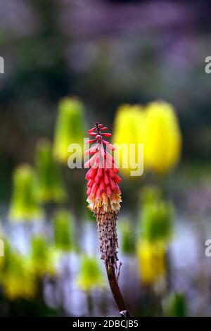 Kniphofia caulescens,poker chaud rouge,vivace,vivaces,vivaces,fleurs orange,fleurs jaunes,mélange,combinaison,fleurs,fleurs,fleurs,fleurs,RM Floral Banque D'Images