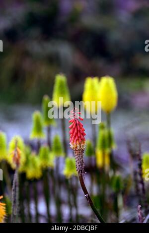 Kniphofia caulescens,poker chaud rouge,vivace,vivaces,vivaces,fleurs orange,fleurs jaunes,mélange,combinaison,fleurs,fleurs,fleurs,fleurs,RM Floral Banque D'Images