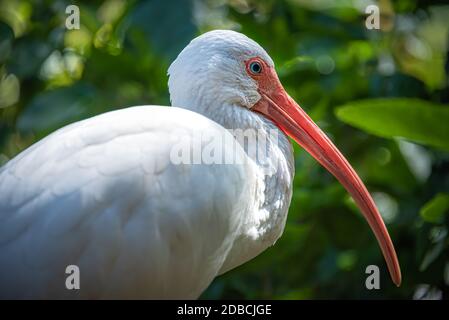 Magnifique ibis blanc américain à Tampa, Floride. (ÉTATS-UNIS) Banque D'Images