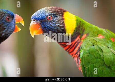 Deux Lorikeets aux couleurs vives et profondément en conversation à Busch Gardens Tampa Bay, Tampa, Floride. (ÉTATS-UNIS) Banque D'Images