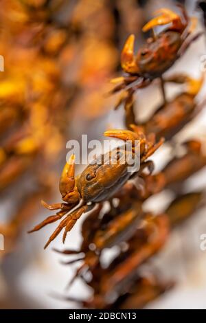 Un cliché de mise au point verticale sélective de petits crabes cuits croustillants sur des bâtonnets de bois Banque D'Images