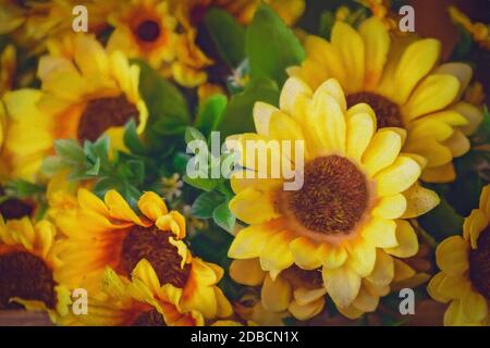 Une vue sur de nombreux magnifiques tournesols jaunes communs ( cape glandulaire ( Dimorphotheca sinuata ) ) prise de vue par temps ensoleillé Banque D'Images