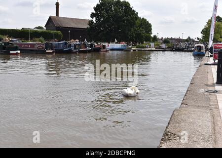 piscine de cygne sur la rivière Banque D'Images