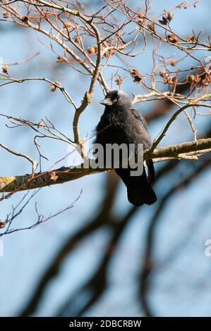 Jeune Jackdaw / Corvus monedula Banque D'Images