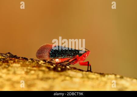 Mouche lanterne, espèce Kalidasa, Agumbe, Karnataka, Inde Banque D'Images