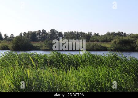 Reed grove avec forêt d'arbres en arrière-plan. La texture de l'été. Banque D'Images