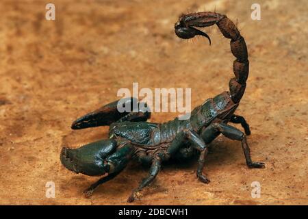 Gaint Forest scorpion, Heterometrus indus, Ganeshgudi, Karnataka, Inde Banque D'Images