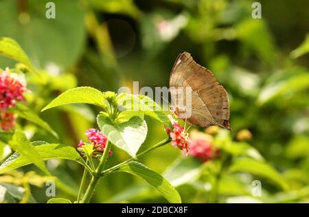 Orange Oakleaf Butterfly, Kallima inachus, Sammillan Shetty's Butterfly Park, Beluvai, Karnataka, Inde Banque D'Images