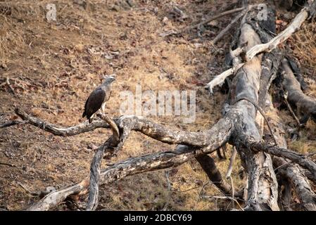 Aigle à tête grise sur branche d'arbre, Ichthyophaga ichthyaetus, réserve de tigres de Satpura, Madhya Pradesh, Inde Banque D'Images